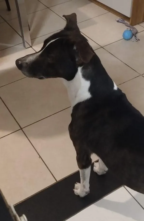 Cachorro raça SRD-ViraLata idade 2 anos nome Chico