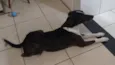 Chico
