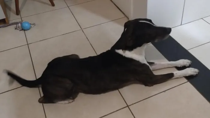 Cachorro raça SRD-ViraLata idade 2 anos nome Chico