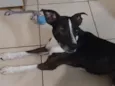 Chico