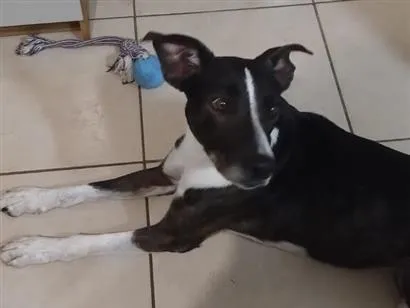Cachorro raça SRD-ViraLata idade 2 anos nome Chico
