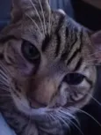 lil
