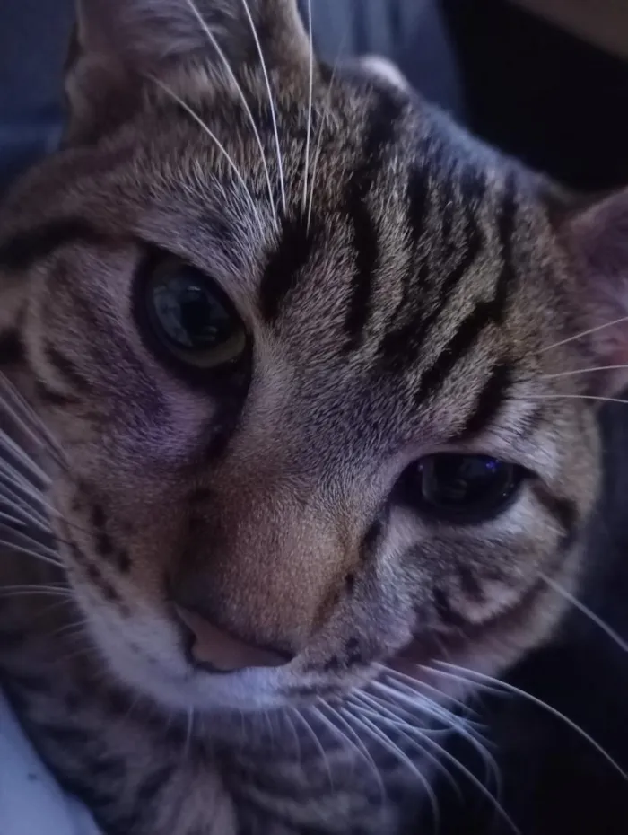 Gato raça SRD-ViraLata idade 7 a 11 meses nome lil