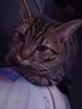 lil