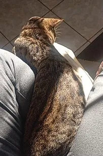 Gato raça SRD-ViraLata idade 7 a 11 meses nome lil