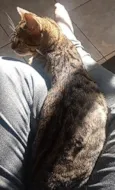 lil