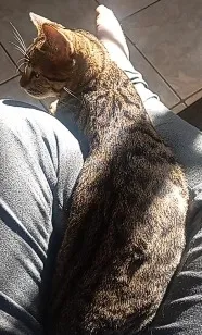 Gato raça SRD-ViraLata idade 7 a 11 meses nome lil