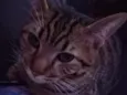 lil