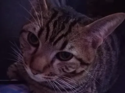 Gato raça SRD-ViraLata idade 7 a 11 meses nome lil