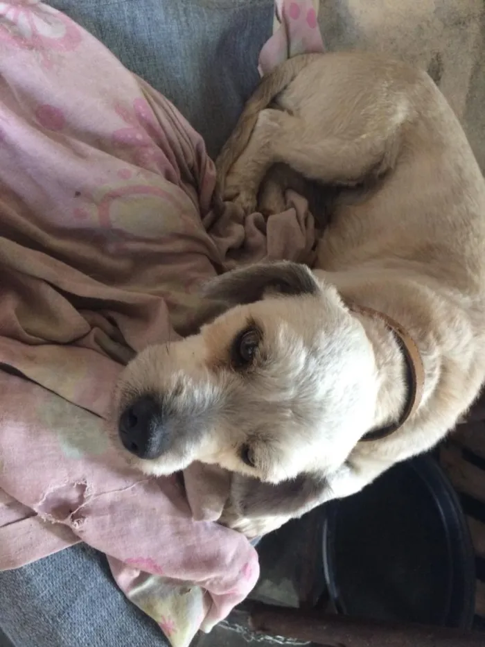 Cachorro raça SRD-ViraLata idade 2 anos nome Bob