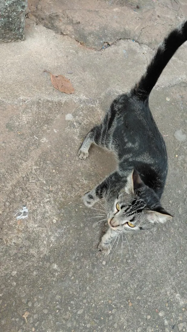 Gato raça SRD-ViraLata idade 7 a 11 meses nome não tem nome