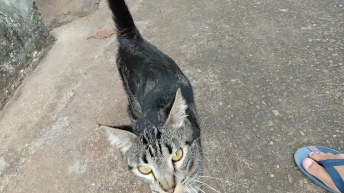 Gato raça SRD-ViraLata idade 7 a 11 meses nome não tem nome