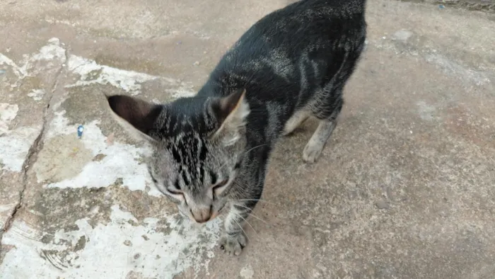 Gato raça SRD-ViraLata idade 7 a 11 meses nome não tem nome