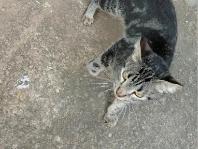 Gato raça SRD-ViraLata idade 7 a 11 meses nome não tem nome