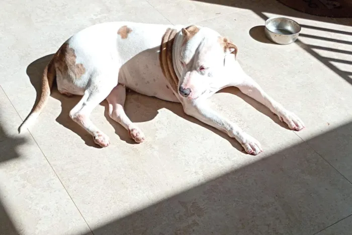 Cachorro raça Pit-Bull idade 3 anos nome Billy