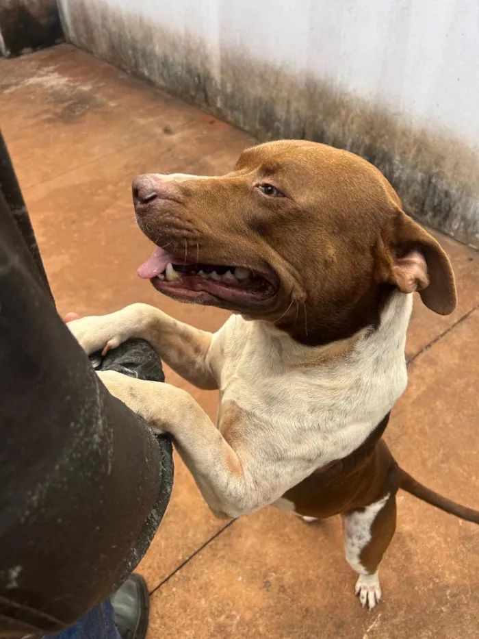Cachorro raça Pit-Bull idade 3 anos nome Billy