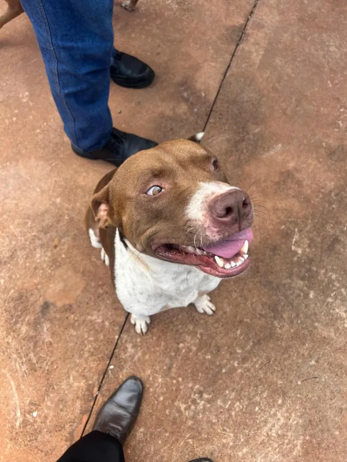 Cachorro raça Pit-Bull idade 3 anos nome Billy