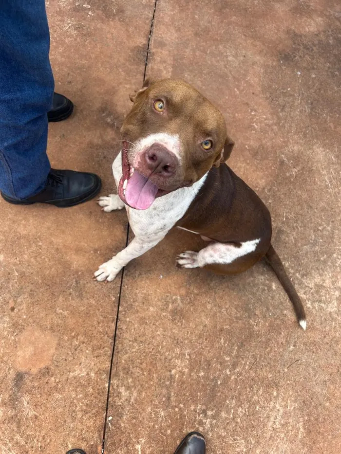 Cachorro raça Pit-Bull idade 3 anos nome Billy