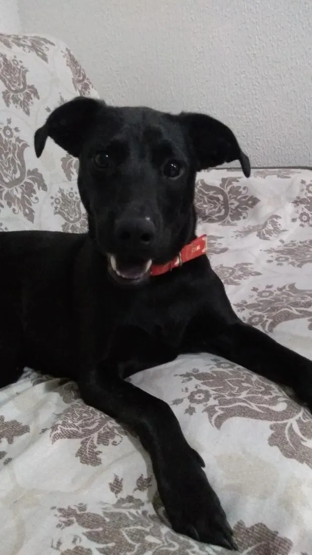 Cachorro raça SRD-ViraLata idade 4 anos nome CJ
