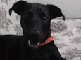 CJ