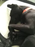 CJ
