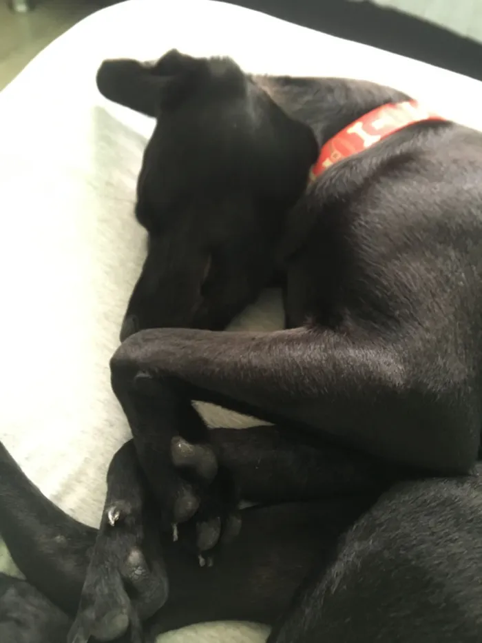 Cachorro raça SRD-ViraLata idade 4 anos nome CJ