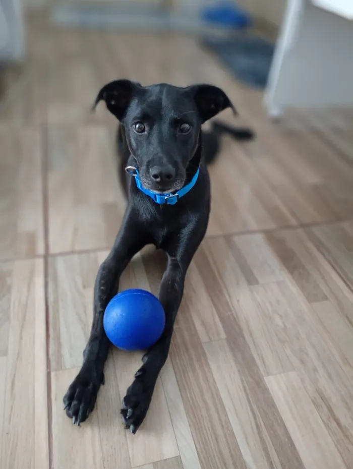 Cachorro raça SRD-ViraLata idade 4 anos nome CJ