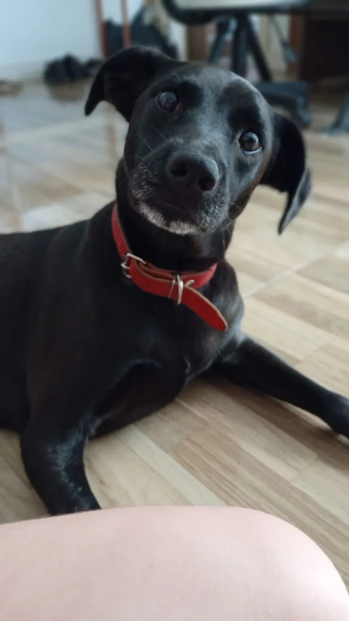 Cachorro raça SRD-ViraLata idade 4 anos nome CJ