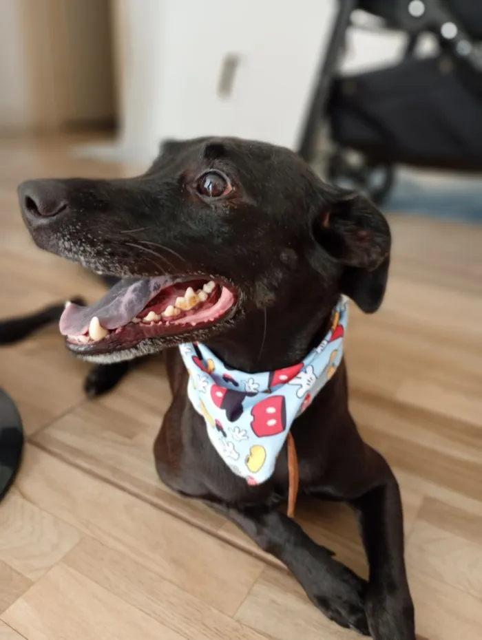 Cachorro raça SRD-ViraLata idade 4 anos nome CJ