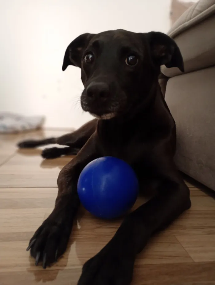 Cachorro raça SRD-ViraLata idade 4 anos nome CJ