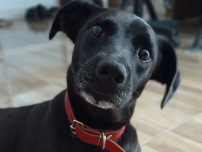 Cachorro raça SRD-ViraLata idade 4 anos nome CJ