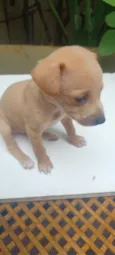 caramelo