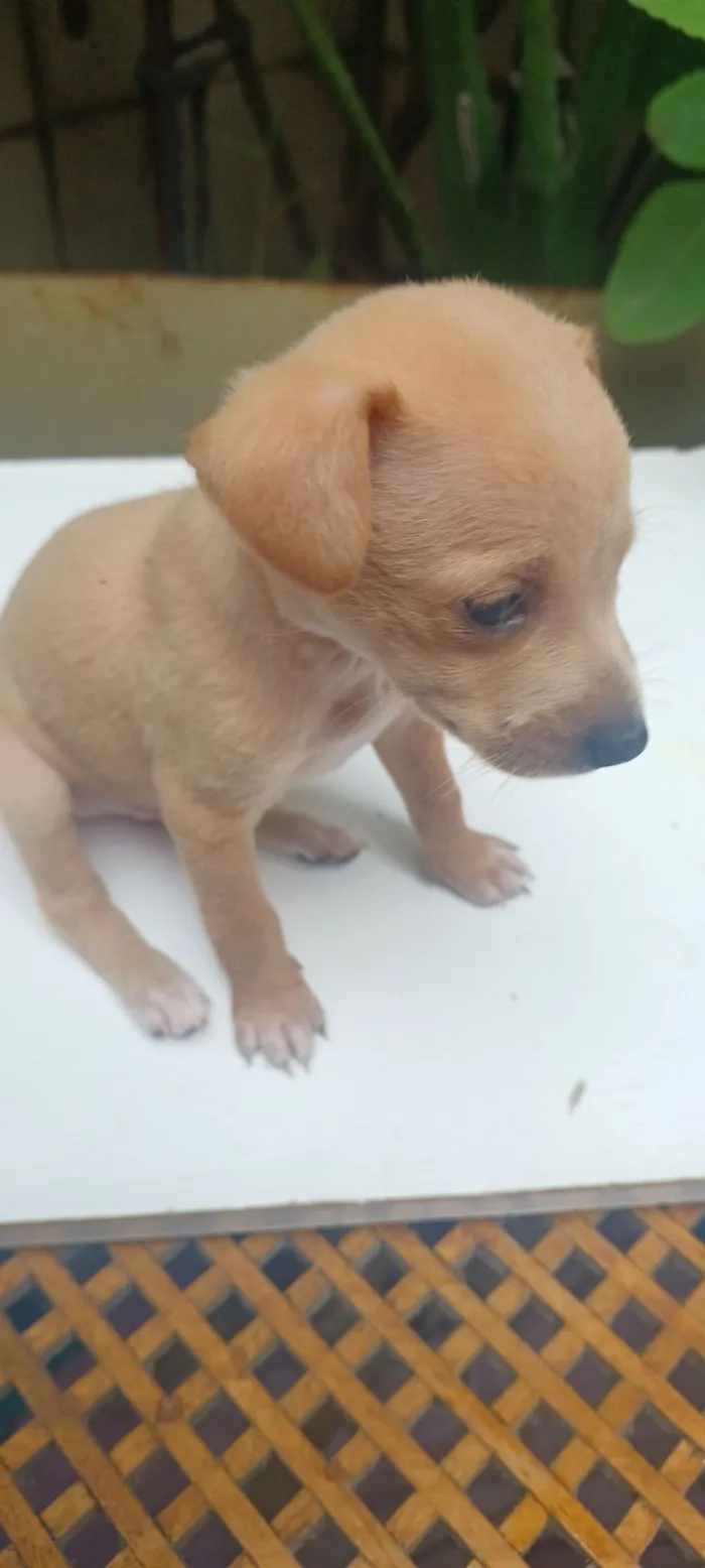 Cachorro raça SRD-ViraLata idade 2 a 6 meses nome caramelo