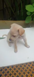 caramelo