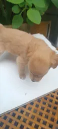 caramelo