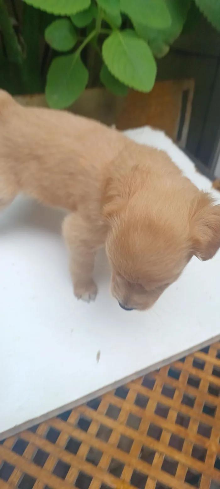Cachorro raça SRD-ViraLata idade 2 a 6 meses nome caramelo