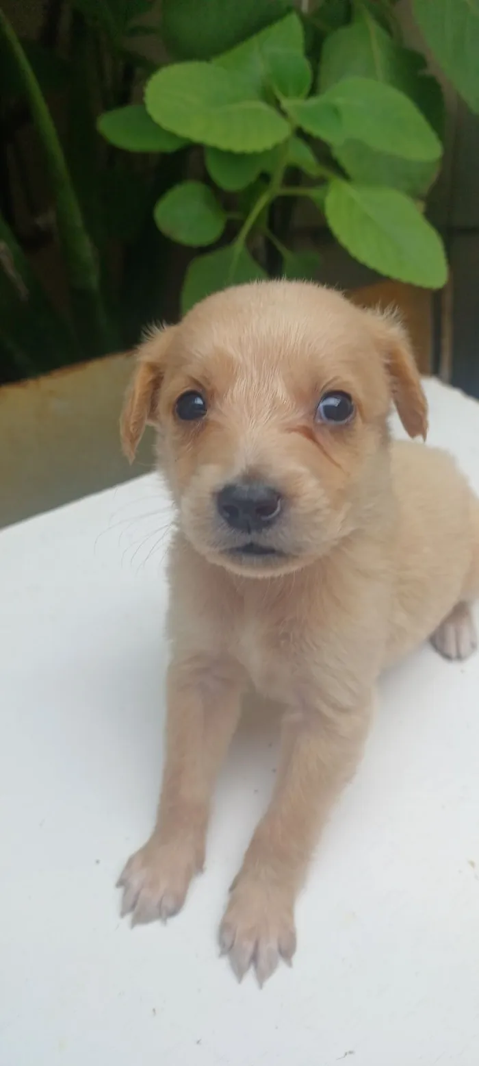 Cachorro raça SRD-ViraLata idade 2 a 6 meses nome caramelo