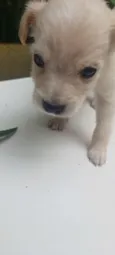 caramelo