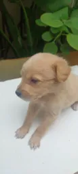 caramelo