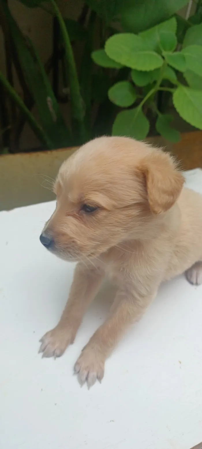 Cachorro raça SRD-ViraLata idade 2 a 6 meses nome caramelo
