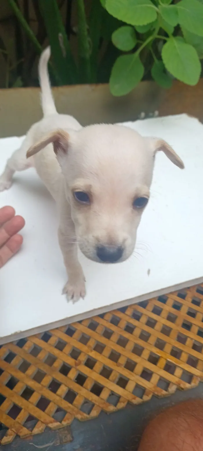 Cachorro raça SRD-ViraLata idade 2 a 6 meses nome caramelo