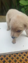 caramelo