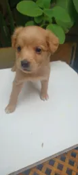 caramelo