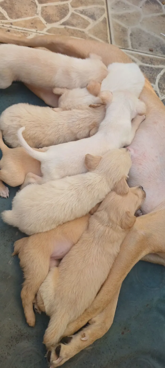 Cachorro raça SRD-ViraLata idade 2 a 6 meses nome caramelo