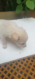 caramelo