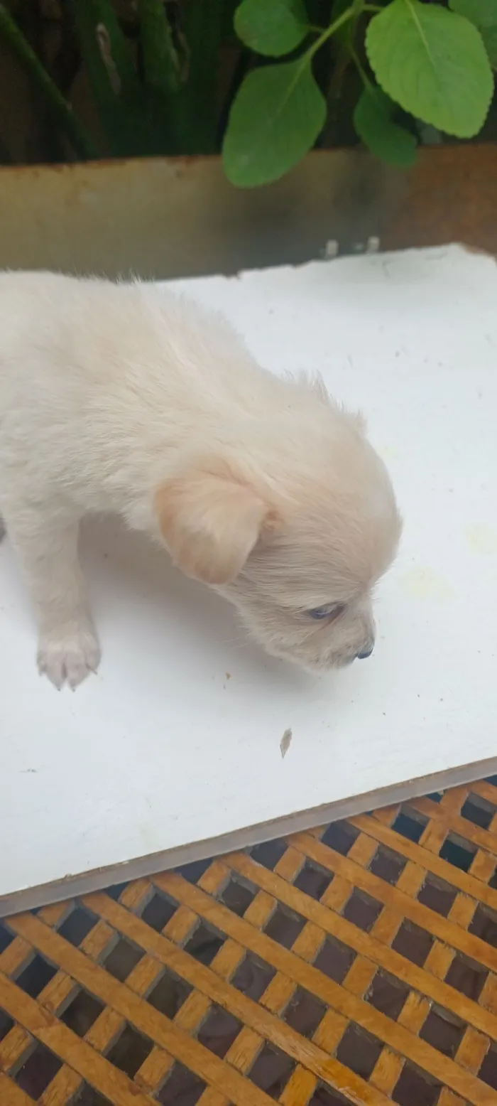 Cachorro raça SRD-ViraLata idade 2 a 6 meses nome caramelo