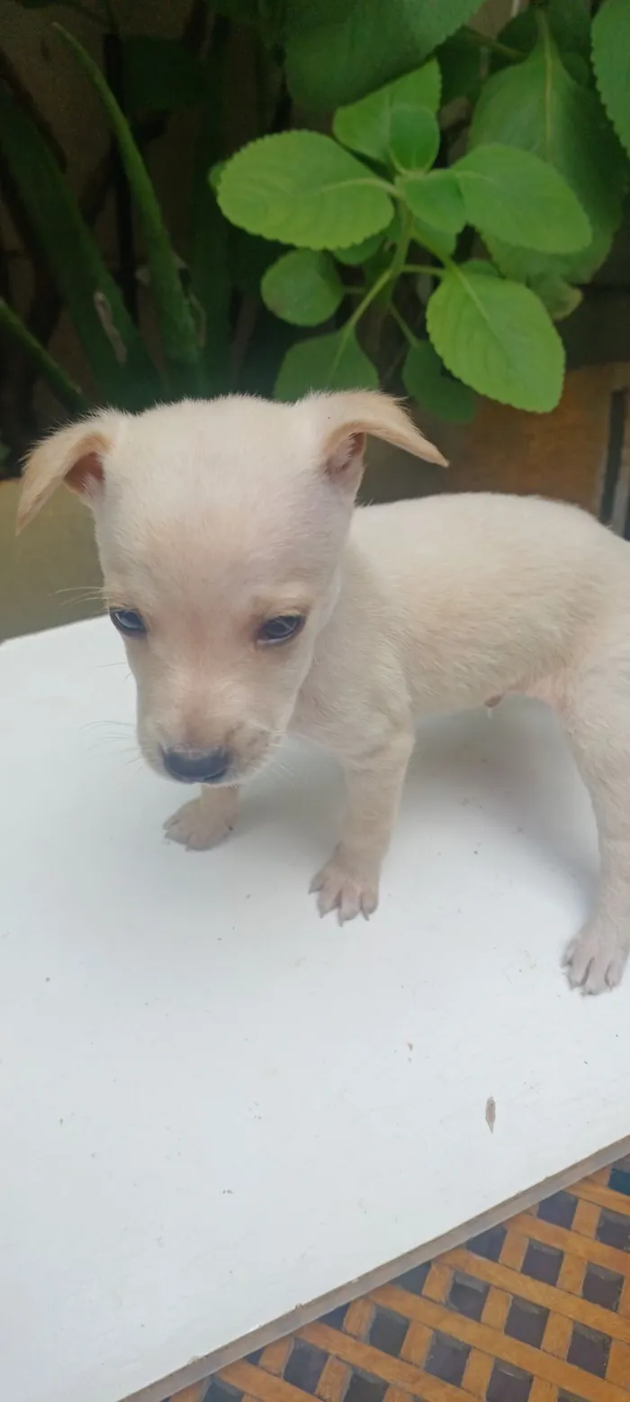 Cachorro raça SRD-ViraLata idade 2 a 6 meses nome caramelo