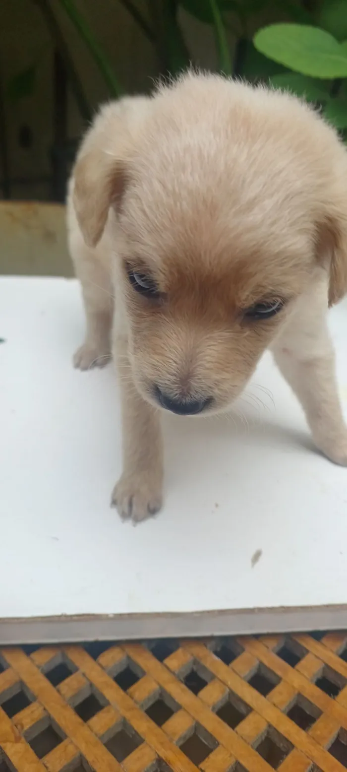 Cachorro raça SRD-ViraLata idade 2 a 6 meses nome caramelo