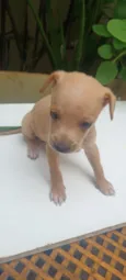caramelo