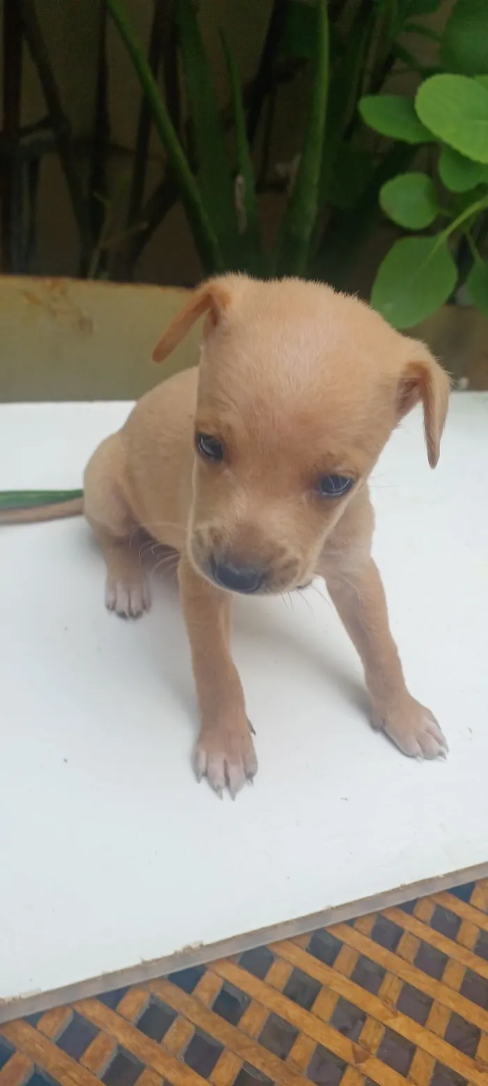 Cachorro raça SRD-ViraLata idade 2 a 6 meses nome caramelo